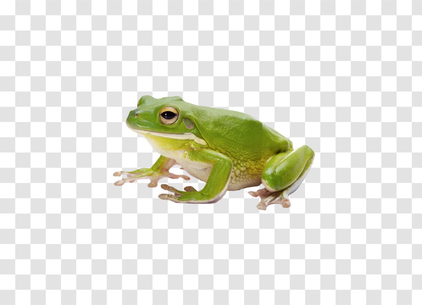 Frog Amphibian Tadpole - Toad Transparent PNG