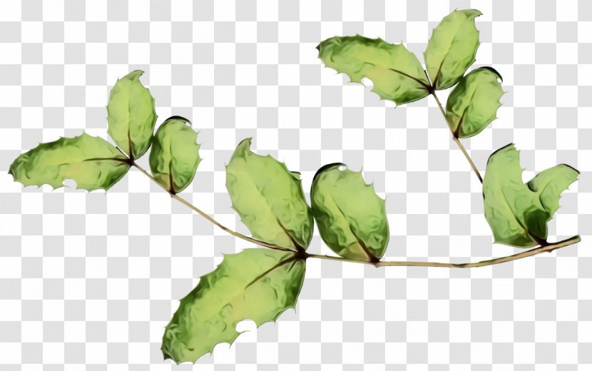 Ivy - Holly - Mock Orange Humulus Lupulus Transparent PNG