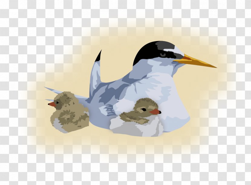 Penguin Goose Cygnini Duck Bird - Fauna Transparent PNG