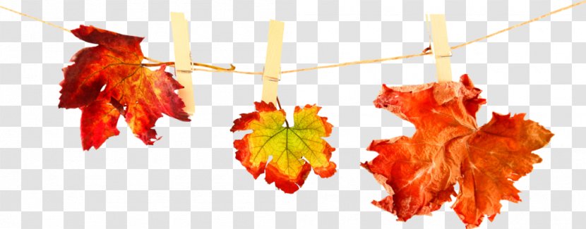 Stock Photography Autumn Leaves Image Royalty-free - Tree - Small Fall Transparent PNG