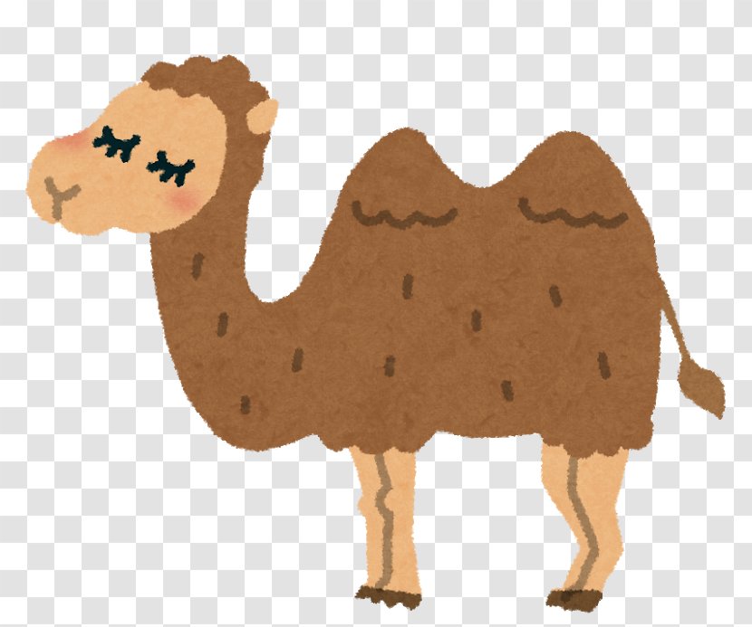 Dromedary Bactrian Camel いらすとや 放課後等デイサービス Arabian Animal Transparent Png
