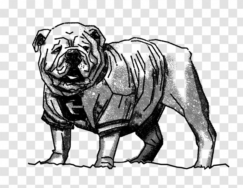 Bulldog UGA Arch Dog Breed University - Like Mammal - Georgia Bulldogs Transparent PNG