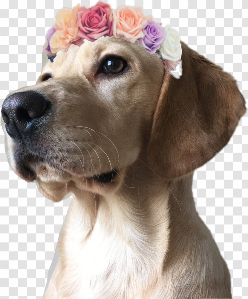 Dog Breed Labrador Retriever Puppy Companion - Snout Transparent PNG