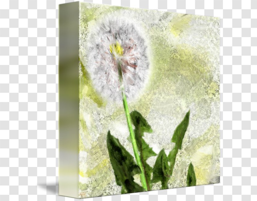 Flowering Plant - Dandelion Seeds Transparent PNG