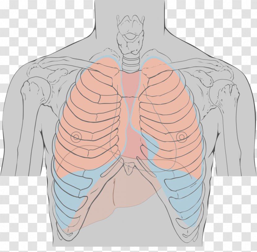 Tricuspid Valve Mitral Auscultation Aortic Heart Sounds - Silhouette - Landmarks Transparent PNG