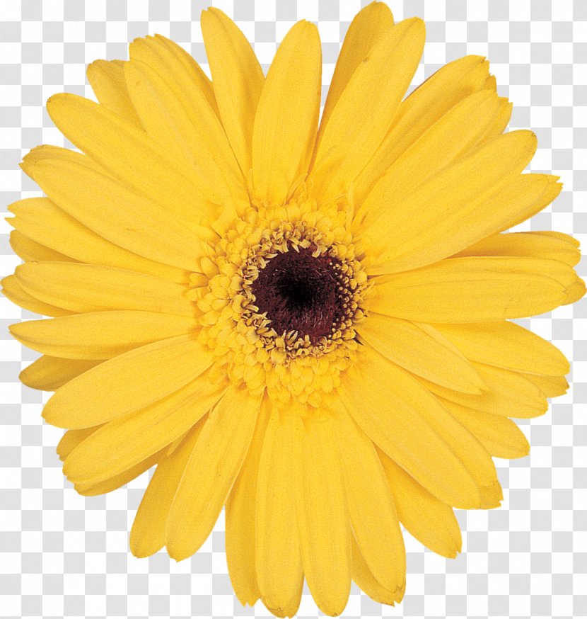 Stock Photography Flower Yellow Transvaal Daisy Clip Art - Marguerite Transparent PNG