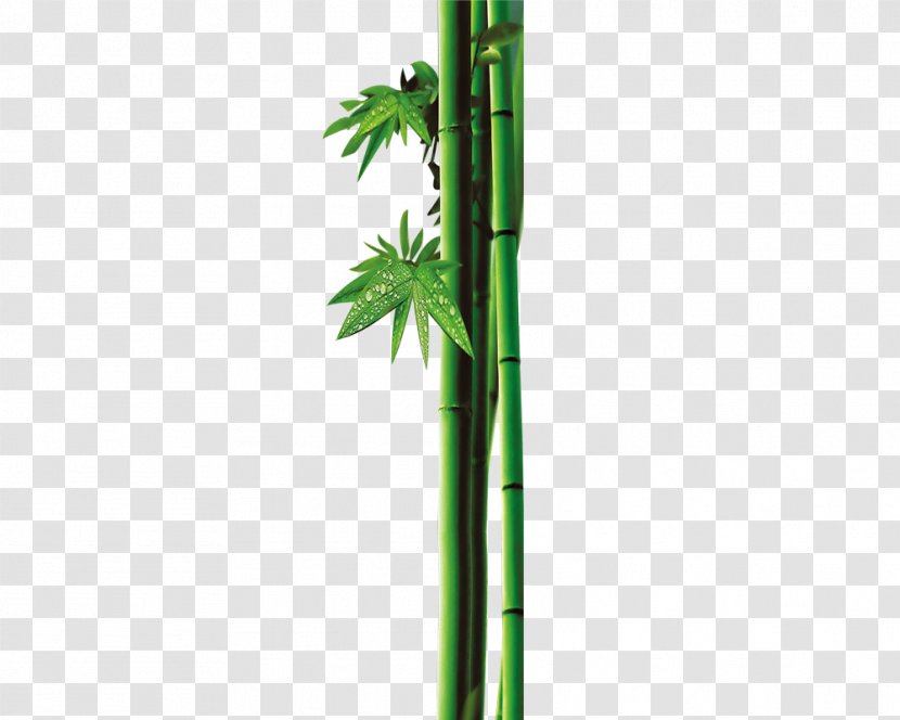 Leaf Bamboo Bamboe Green - Dew Transparent PNG