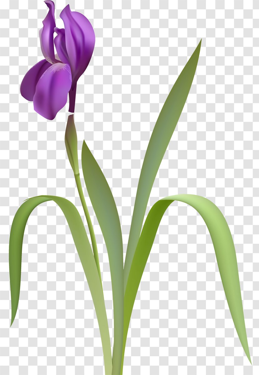 Flower Iris Versicolor Clip Art - Drawing Transparent PNG