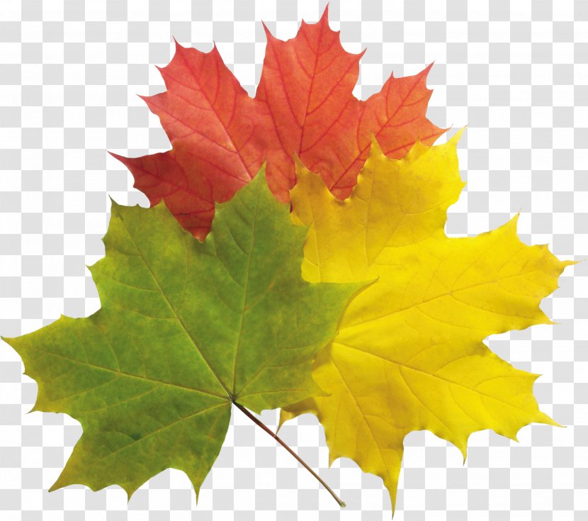 Autumn Leaf Color - Price - Leaves Transparent PNG