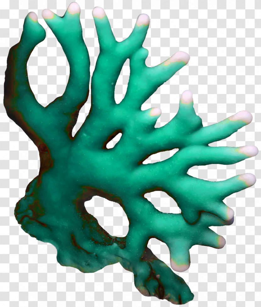 Coral Seaweed Algae Clip Art - Underwater - Mystique Transparent PNG