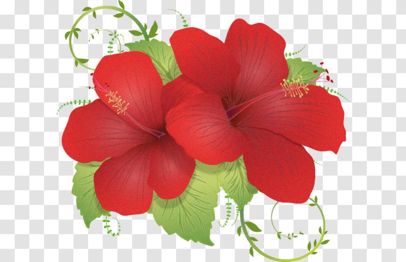 Flower - Mallow Family - Gratis Transparent PNG