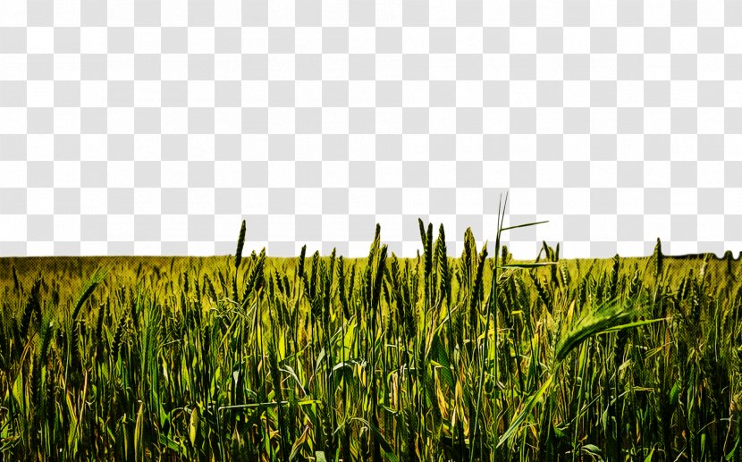 Grass Field Vegetation Plant Crop - Agriculture Sky Transparent PNG