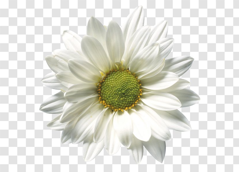 Oxeye Daisy Chamomile Common Transparent PNG