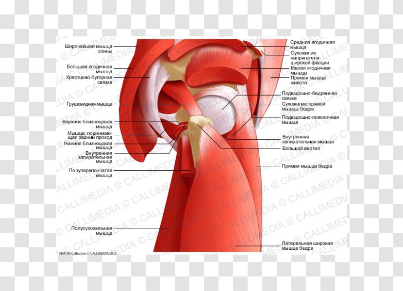 Adductor Muscles Of The Hip Tendon Anatomy - Cartoon Transparent PNG