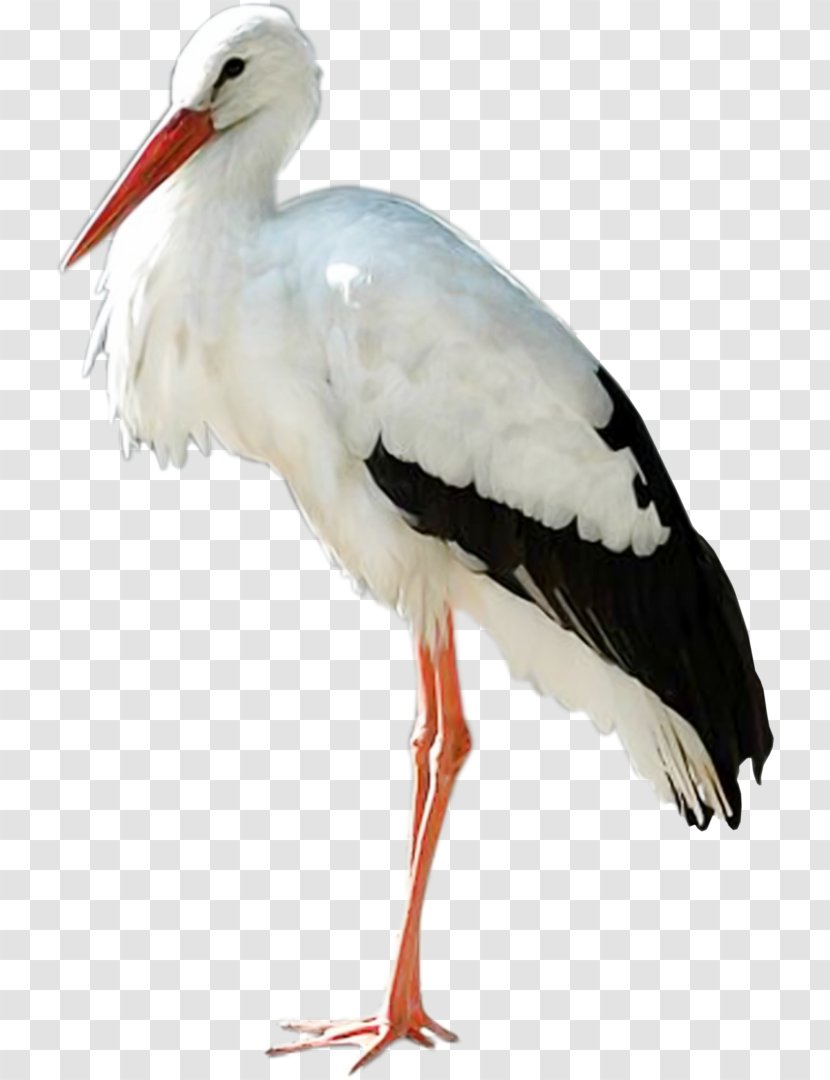 White Stork Bird Clip Art Transparent PNG