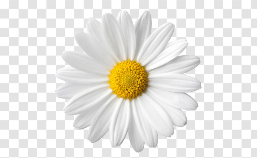 Common Daisy Family Clip Art - Chain - Flower Transparent PNG
