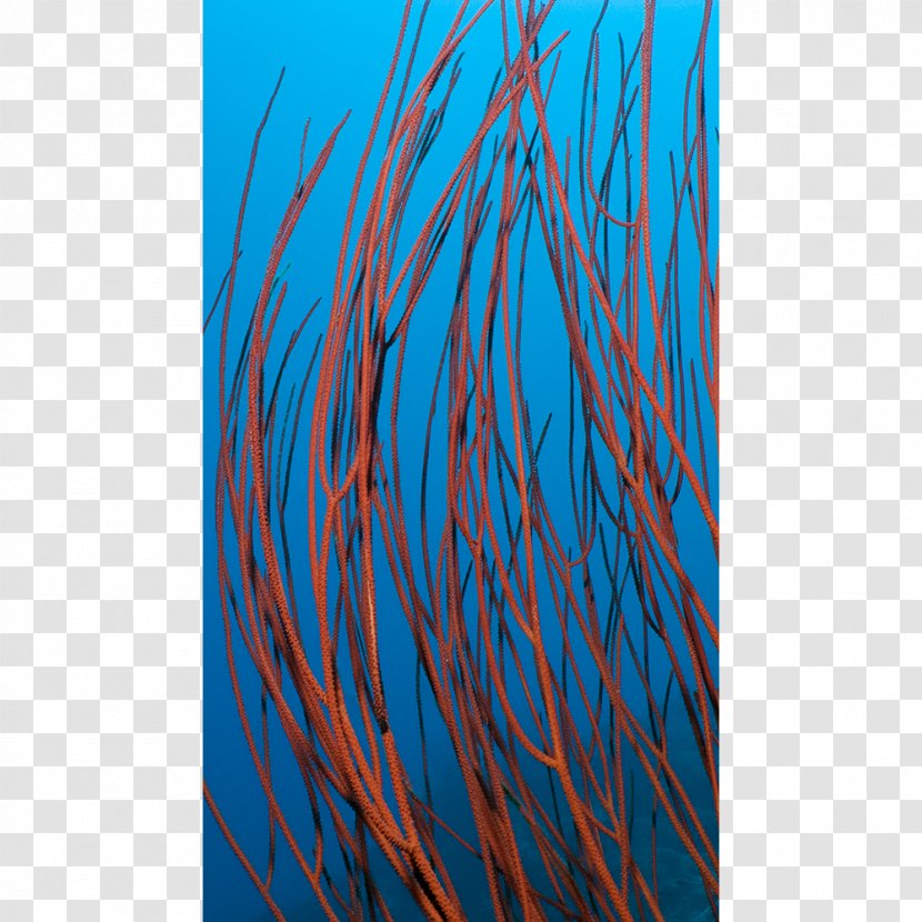 Turquoise Electric Blue Aqua Teal Cobalt - Marine Biology - Shoal Of Fish Transparent PNG