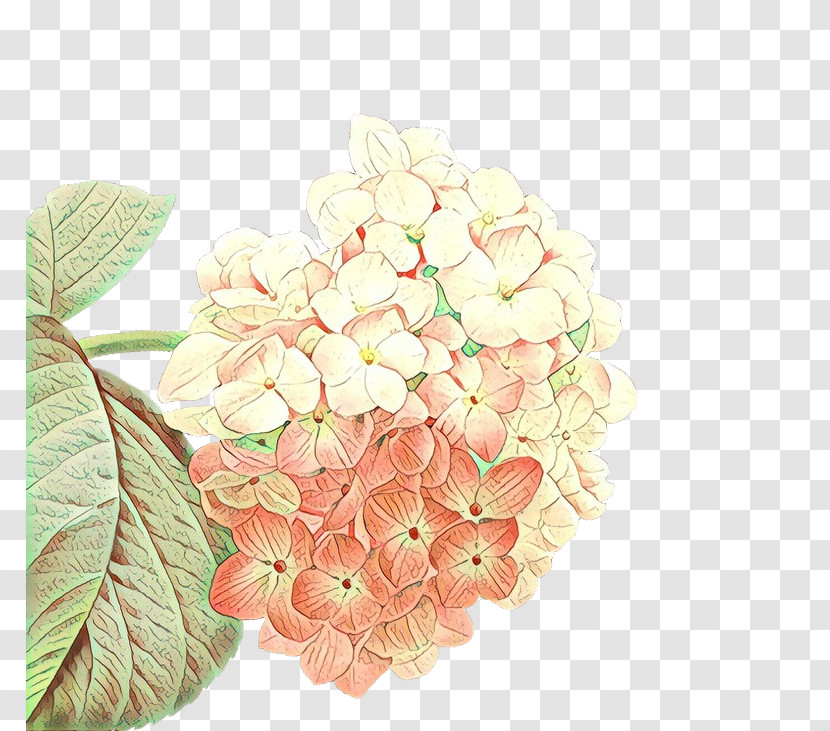 Flower Hydrangeaceae Hydrangea Plant Petal Transparent PNG