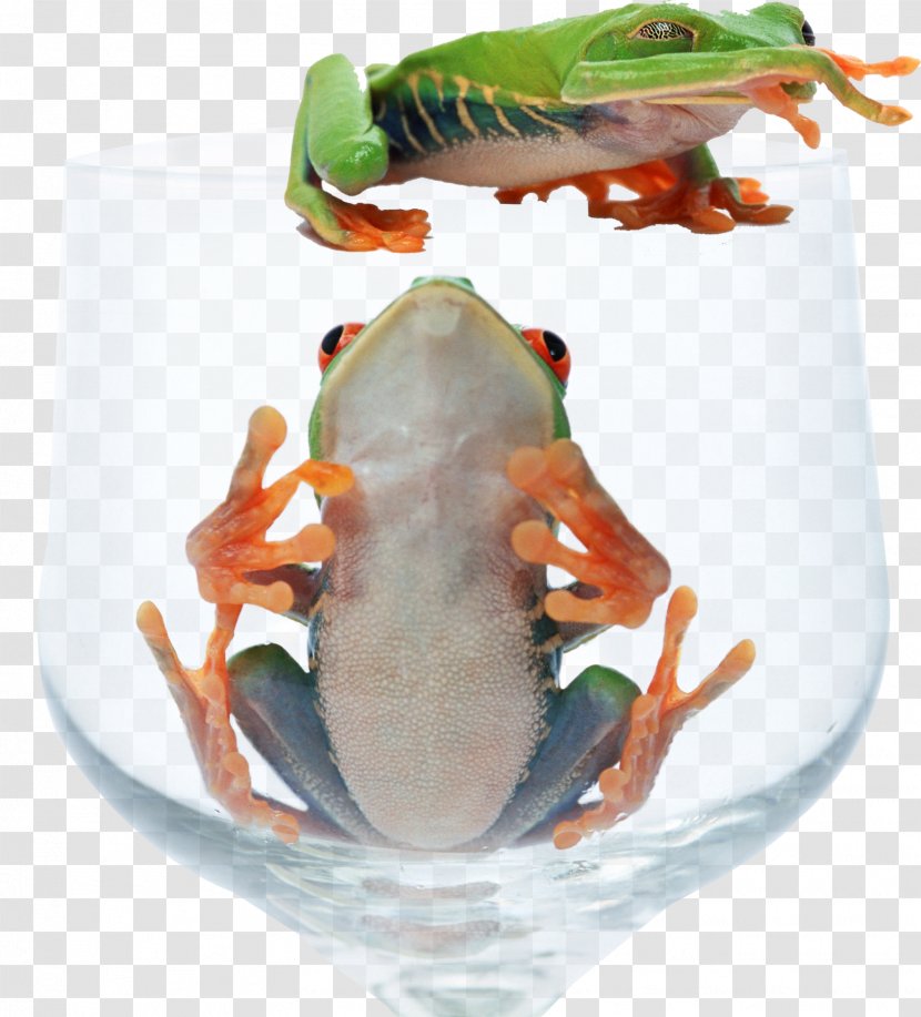 Red-eyed Tree Frog Animal - Redeyed - Glass Transparent PNG