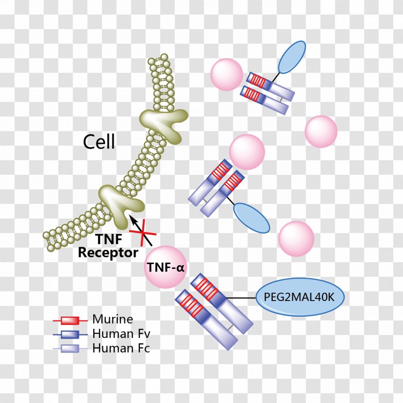 Risankizumab Crohn's Disease Psoriasis Ranibizumab Guselkumab - Crohns - Interleukin 23 Transparent PNG