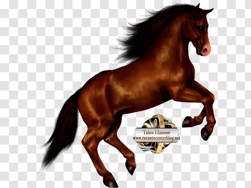 Arabian Horse Clip Art - Mare - Pony Transparent PNG