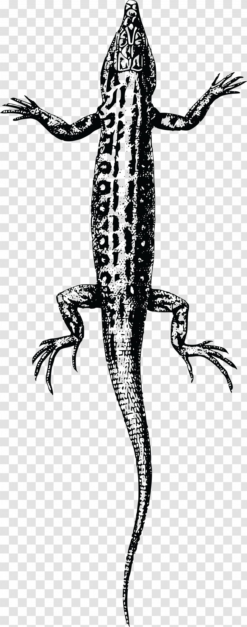 Lizard Reptile Transparent PNG