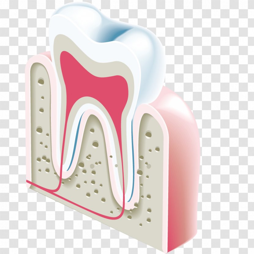 Dentistry Tooth Icon - Cartoon - Vector Teeth Anatomical Model Transparent PNG