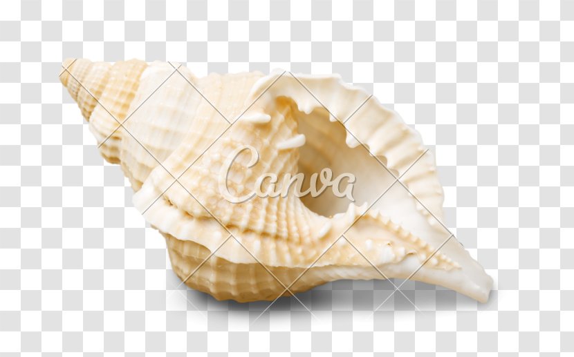 Seashell Shankha Stock Photography Royalty-free - Cockle - Conch Transparent PNG