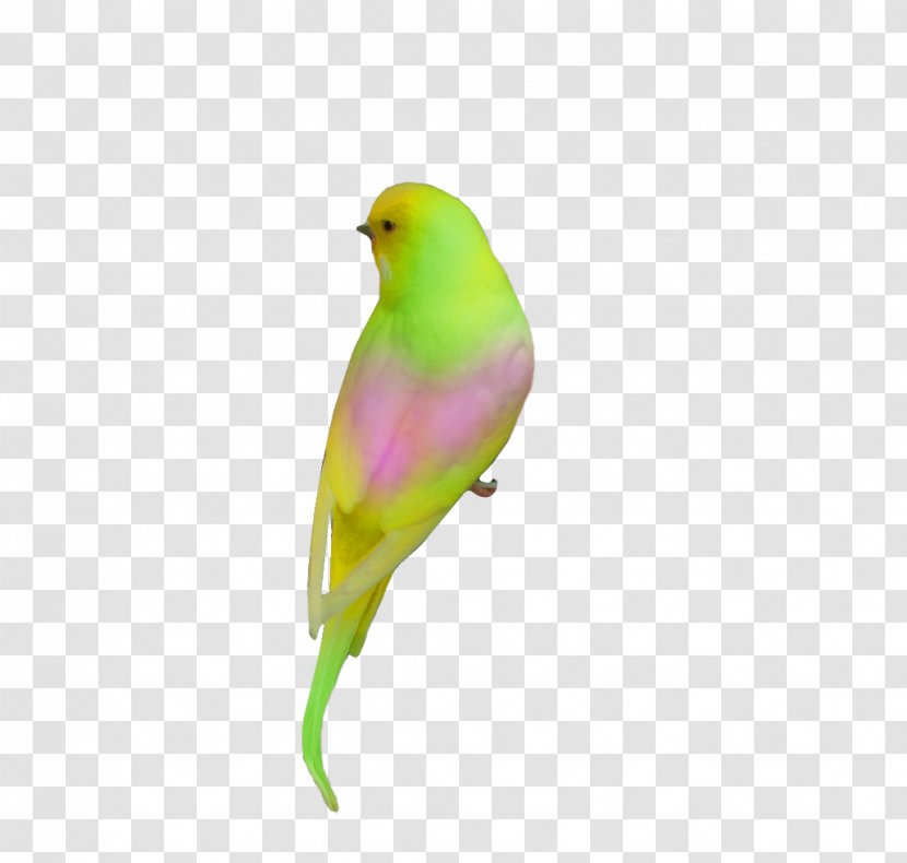 Talking Bird Parrot Animal Clip Art - Finch Transparent PNG