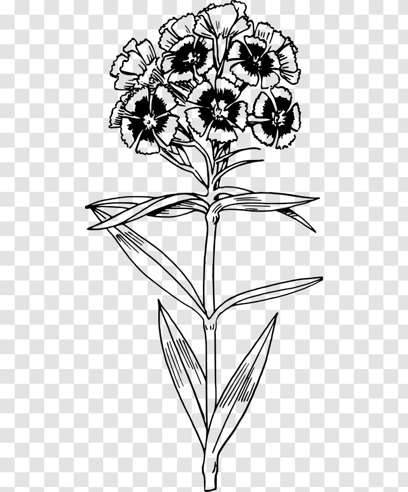 Floral Design Drawing Line Art - Botany - Sweet William Dianthus Barbatus Transparent PNG