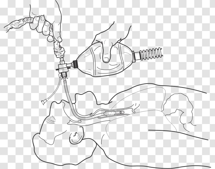 Clip Art - Cartoon - Trachea Transparent PNG