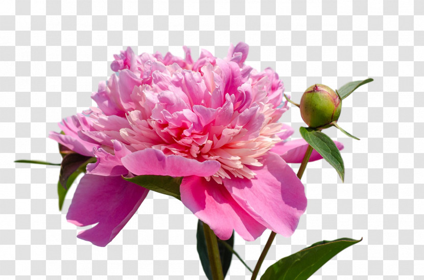 The Chemical Brothers Got To Keep On Peony Transparent PNG