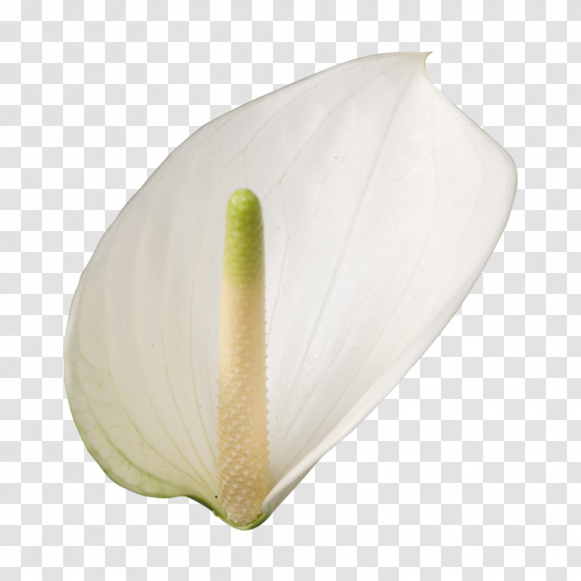 Laceleaf Cut Flowers Anthek Plant - Flower Transparent PNG