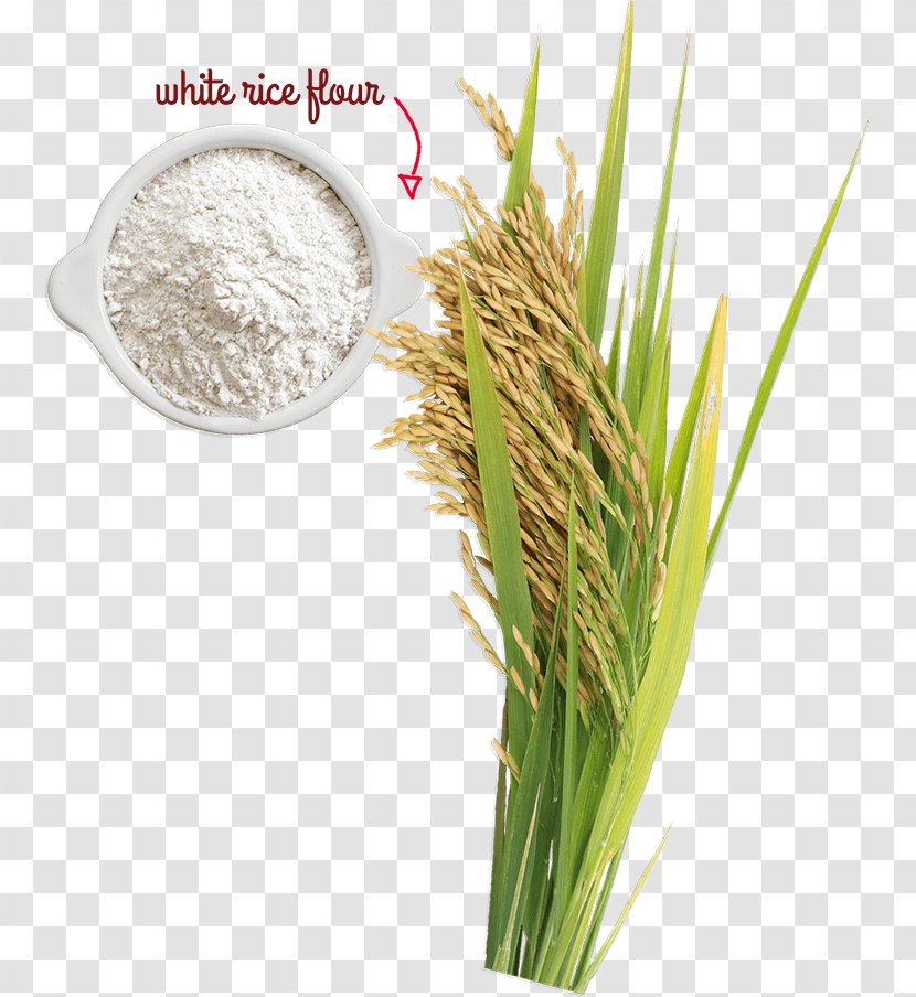 Cereal Germ Rice Ingredient Grain - Unhusked Transparent PNG