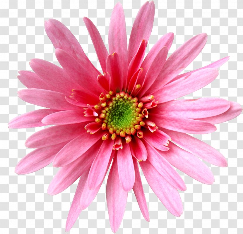 Flower - Internet - Floral Decorative Pattern Transparent PNG