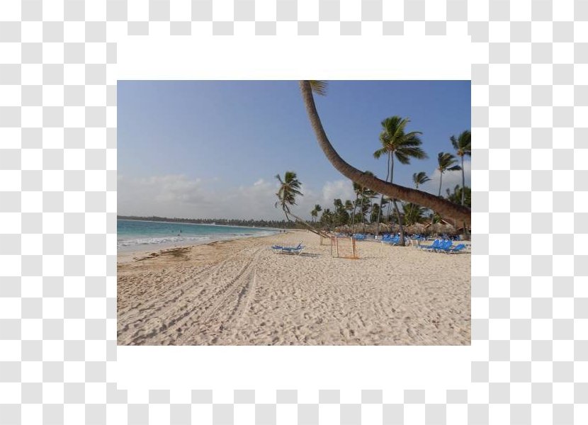 Shore Caribbean Sea Beach Land Lot Transparent PNG