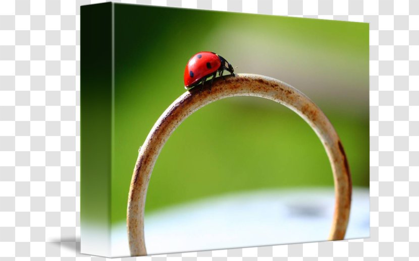 Macro Photography - Insect - Design Transparent PNG