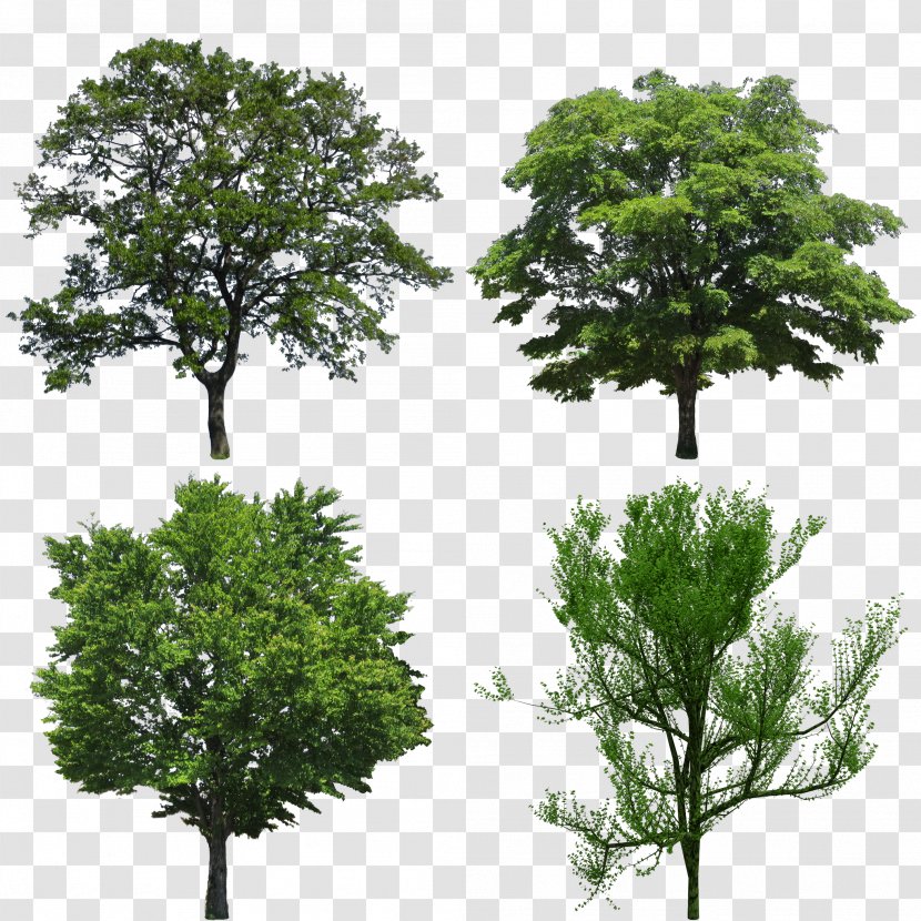 Tree Stock Photography Quercus Ilex Oak Evergreen - Biome Transparent PNG