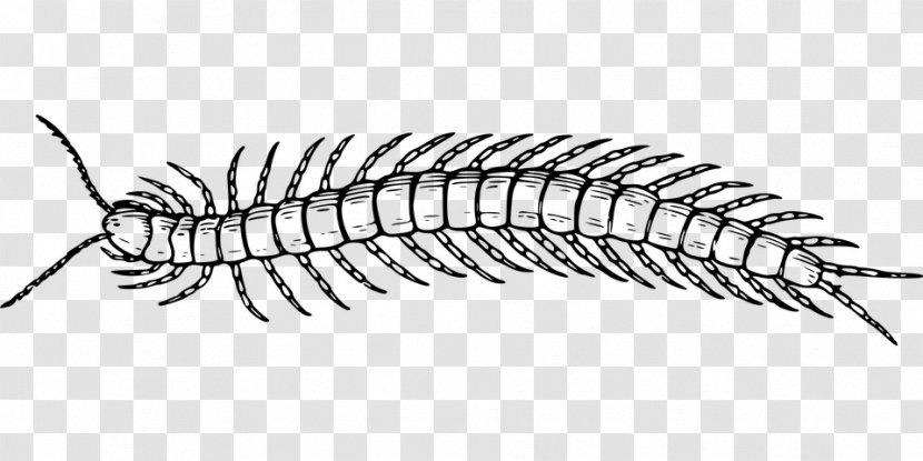 Scolopendra Gigantea Centipedes Line Art Drawing House Centipede Transparent PNG