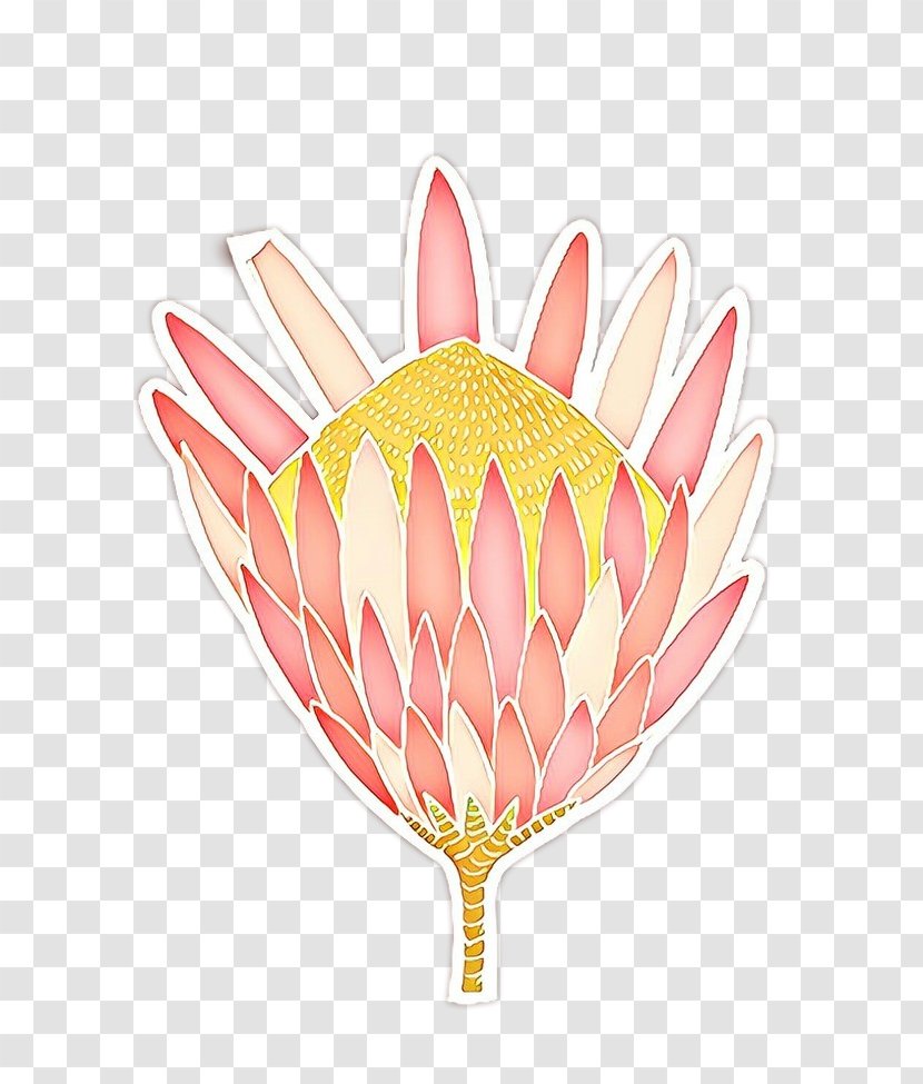 Protea Plant Flower Petal Family - Tulip Transparent PNG