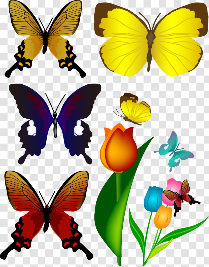 Butterfly Euclidean Vector Illustration - Various Color Butterflies Material Transparent PNG