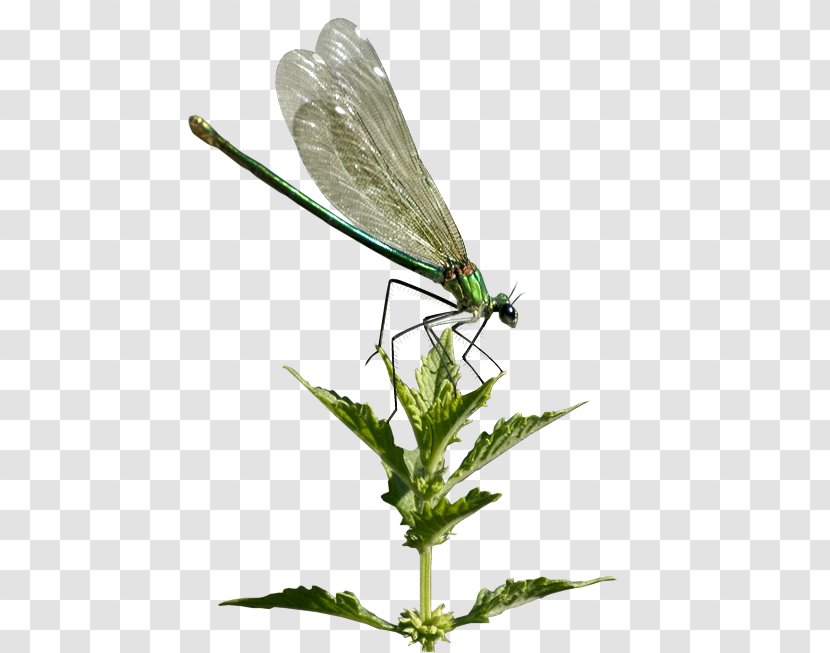 Damselflies Dragonfly Butterfly Beetle Transparent PNG