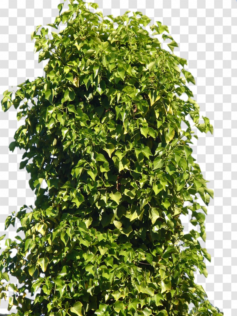 Plant Shrub Tree - Evergreen - Bushes Transparent PNG