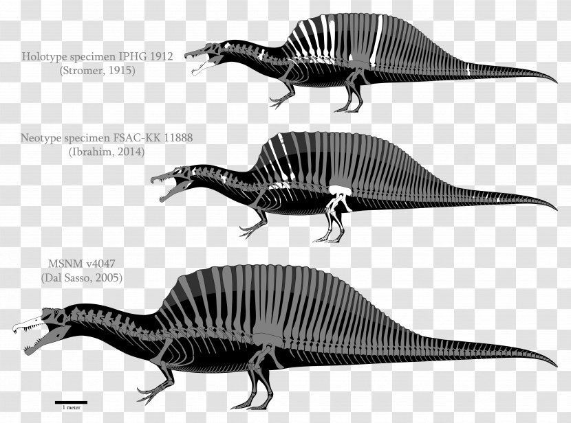 Spinosaurus Tyrannosaurus Mosasaurus Dinosaur Palaeontological Museum, Munich Transparent PNG