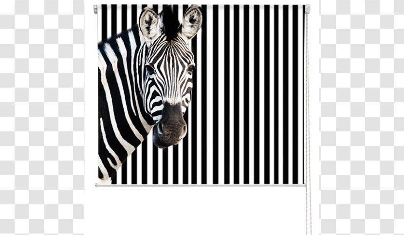 Printing Zebra Business Photograph Poster - Target Market - Roller Blinds Transparent PNG