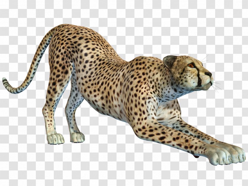 Cheetah Leopard Jaguar - Carnivoran - Free Hunting Puma Pull Material Transparent PNG