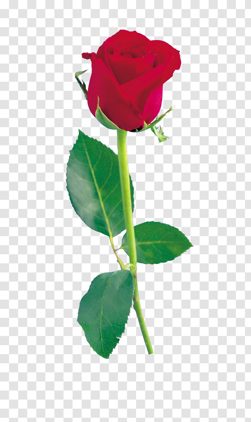 Clip Art Garden Roses Image - Plant - Rose Transparent PNG