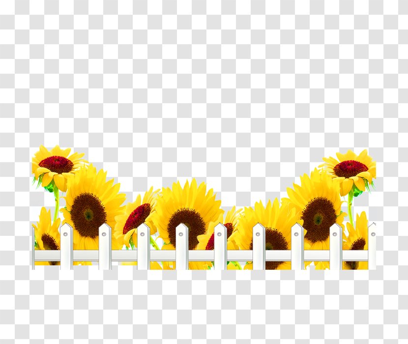 Common Sunflower - Daisy Family Transparent PNG