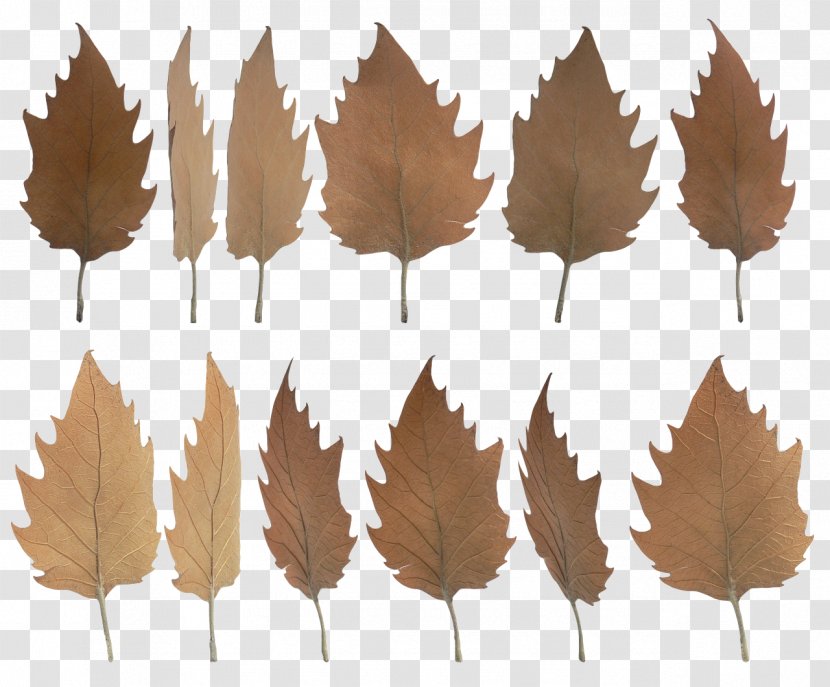 Leaf - Tree - Autumn Transparent PNG