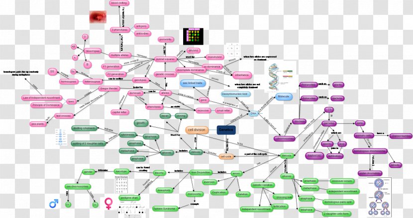 Genetics Diagram DNA Blood Type - Concept - Text Transparent PNG